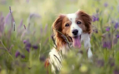 Migliore GPS per Cane